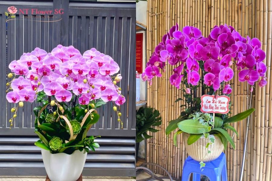 Kệ hoa khai trương lan hồ điệp