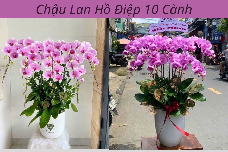 Chậu lan hồ điệp 10 c&agrave;nh T&acirc;n B&igrave;nh