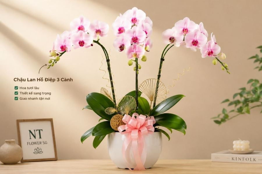 Chậu lan hồ điệp T&acirc;n b&igrave;nh