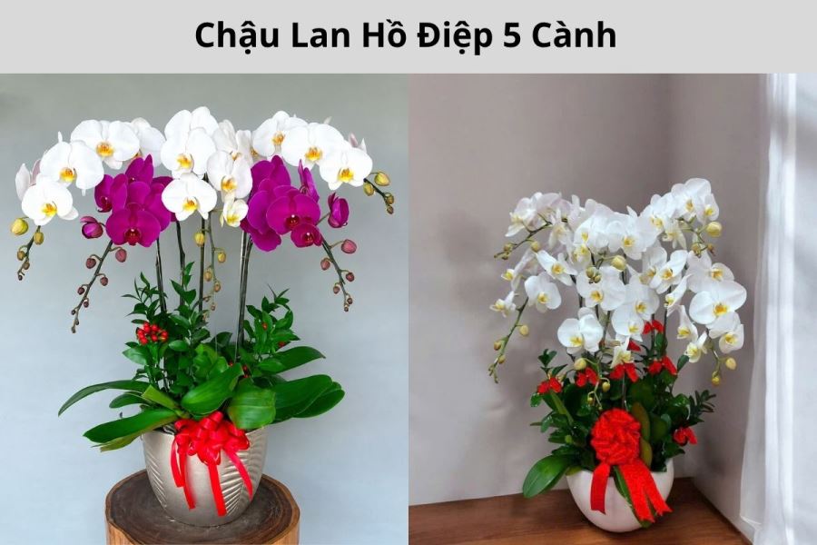 Chậu lan hồ điệp tại t&acirc;n b&igrave;nh