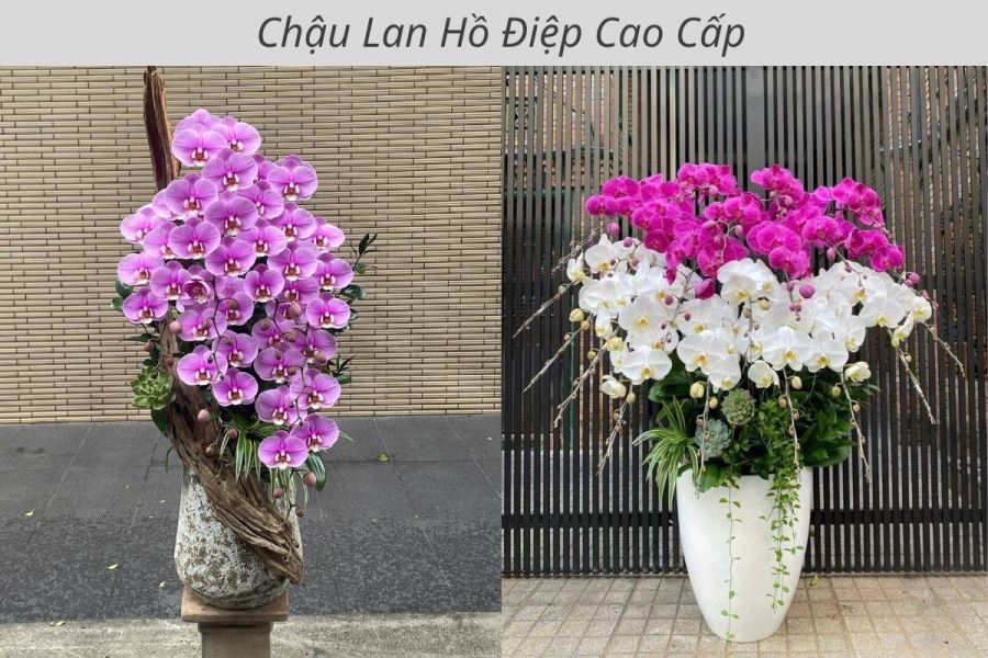 Chậu lan hồ điệp cao cấp tại t&acirc;n b&igrave;nh