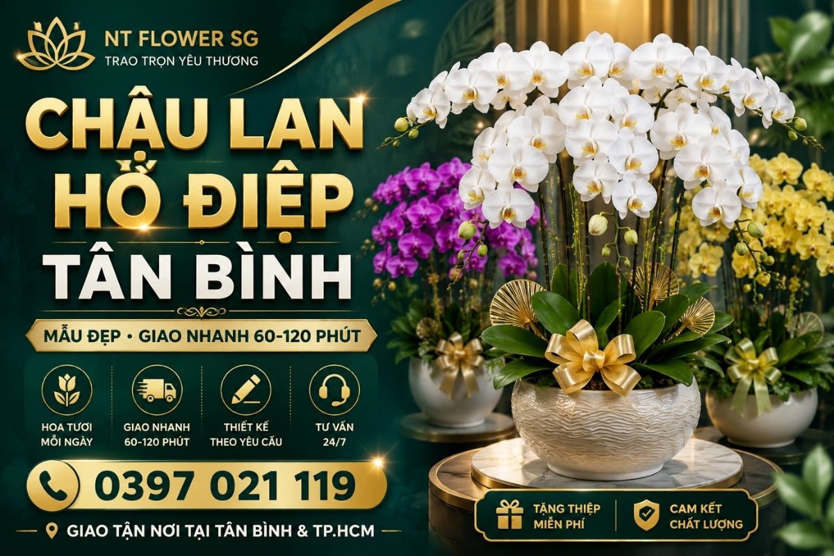 Chậu Lan Hồ Điệp Tân Bình - Mẫu Đẹp, Sang Trọng, Giao Nhanh